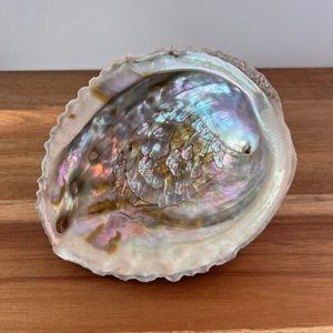 Vintage abalone shell 6"